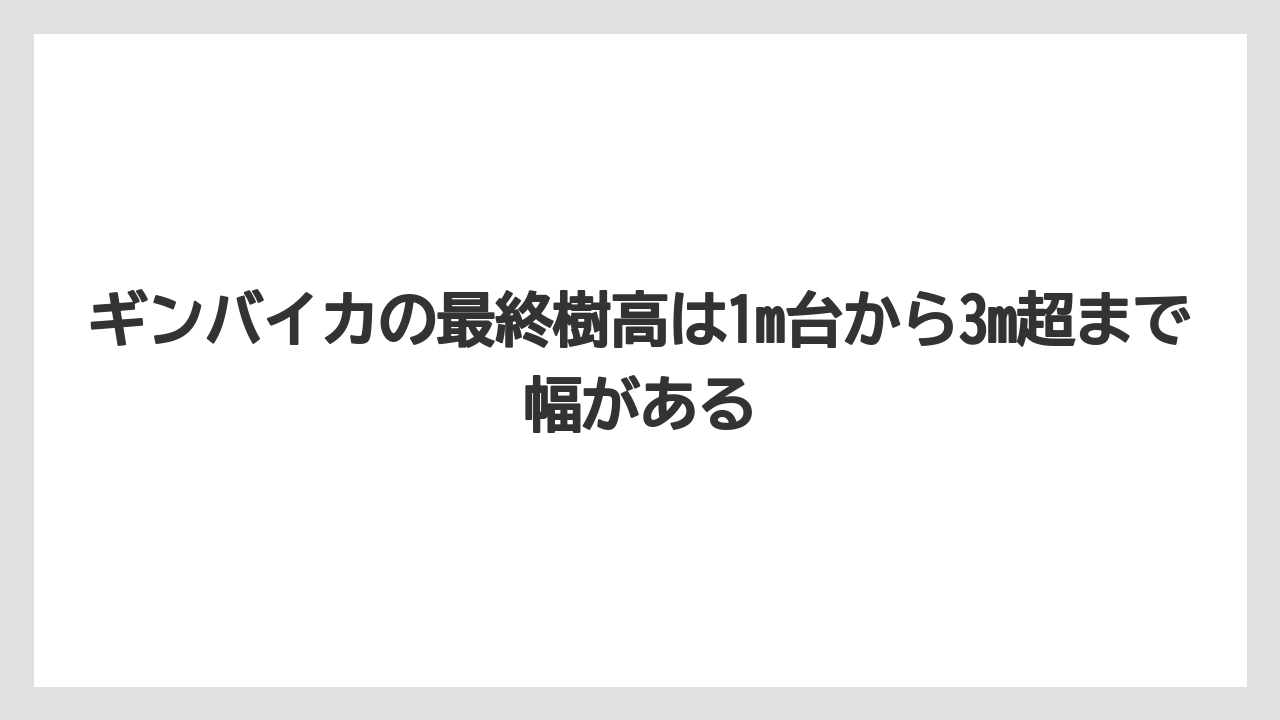 【栽培】【植え】【農業】ギンバイカの最終樹高は1m台から3m超まで幅がある