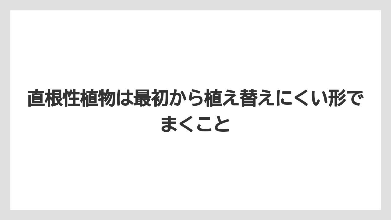 【100均】【栽培】【農業】直根性植物は最初から植え替えにくい形でまくこと