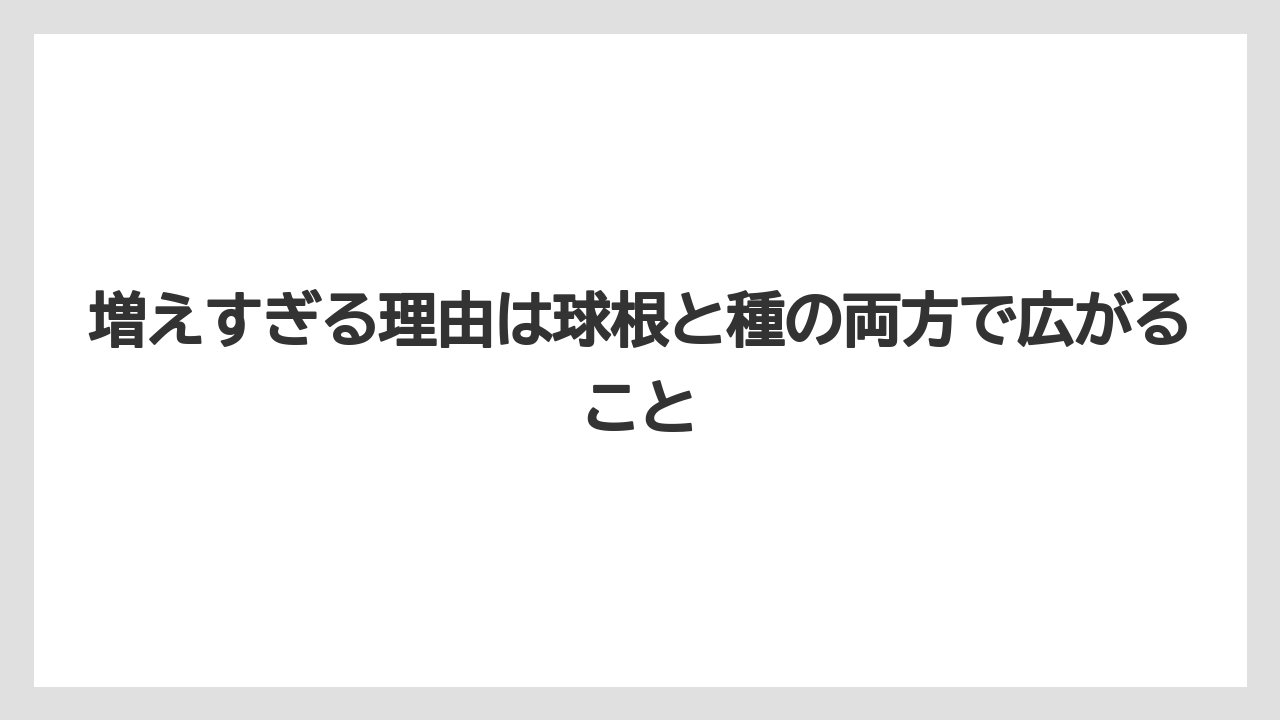 【いけない】【ハナニラ】【庭】【栽培】【植え】増えすぎる理由は球根と種の両方で広がること