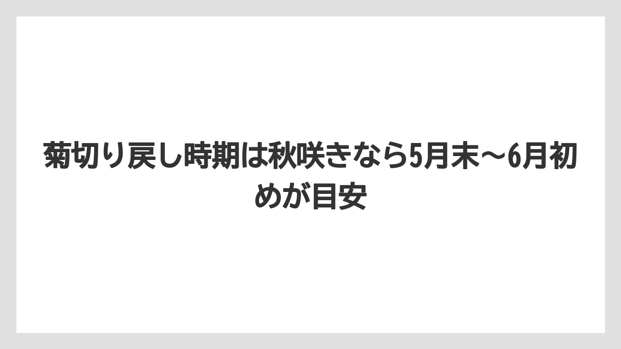 【栽培】【農園】【農業】菊切り戻し時期は秋咲きなら5月末〜6月初めが目安