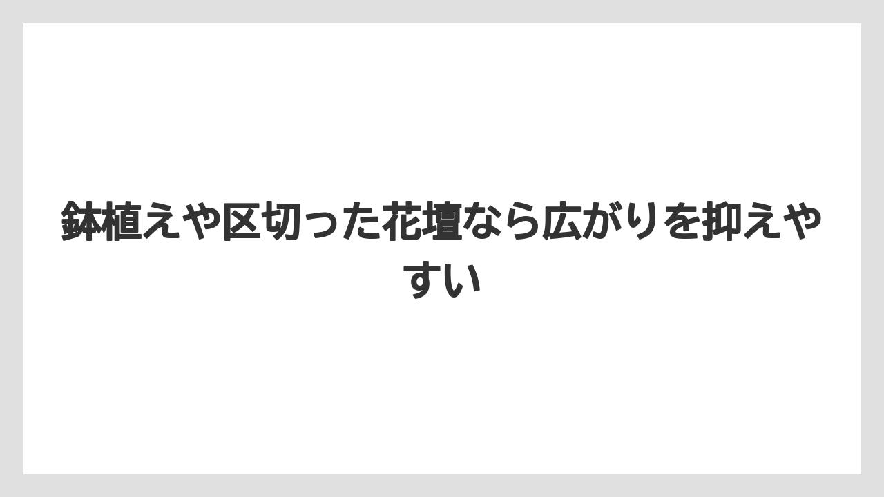 【いけない】【クリーピング】【庭】【後悔】【植え】鉢植えや区切った花壇なら広がりを抑えやすい