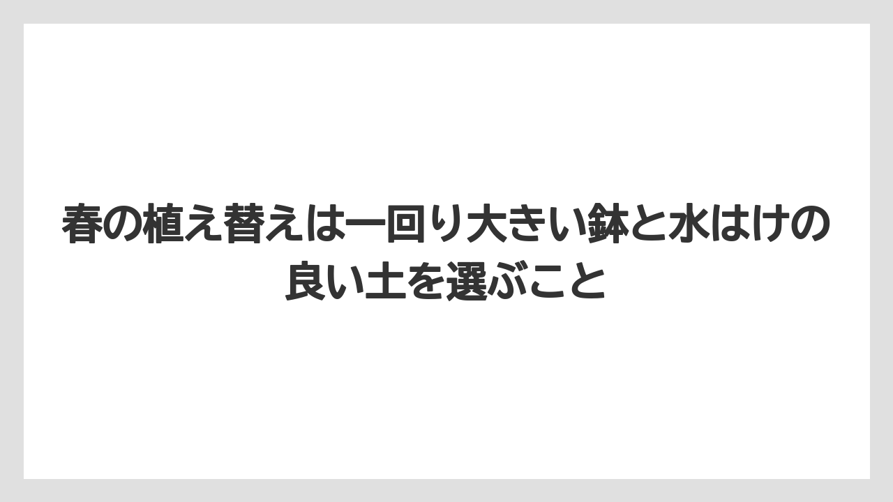 【栽培】【農園】【農業】春の植え替えは一回り大きい鉢と水はけの良い土を選ぶこと