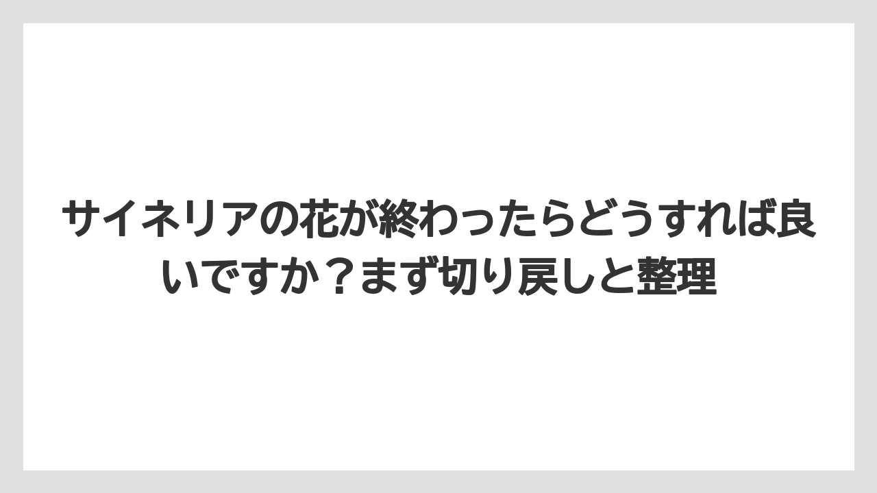 【栽培】【肥料】【農業】サイネリアの花が終わったらどうすれば良いですか？まず切り戻しと整理