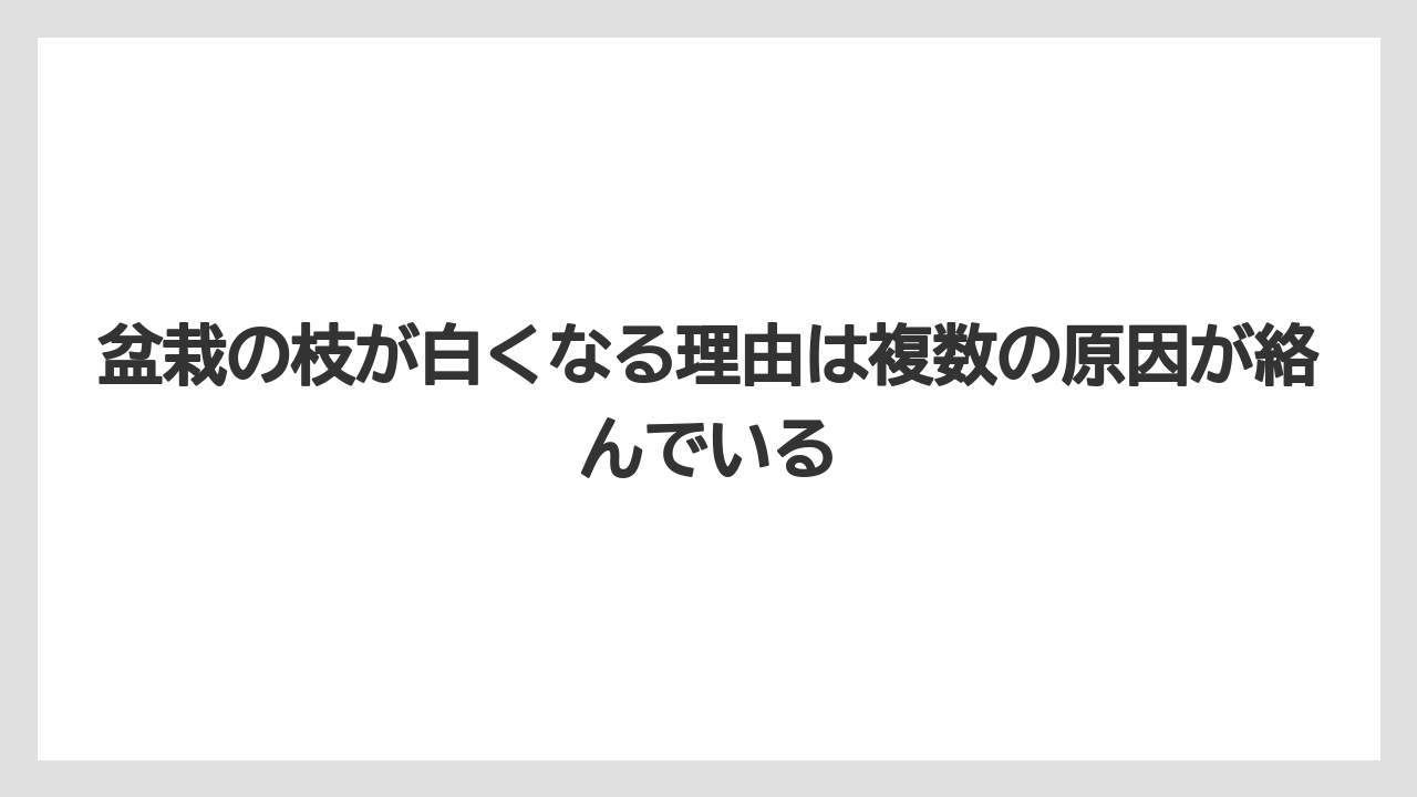 【栽培】【農園】【農業】盆栽の枝が白くなる理由は複数の原因が絡んでいる