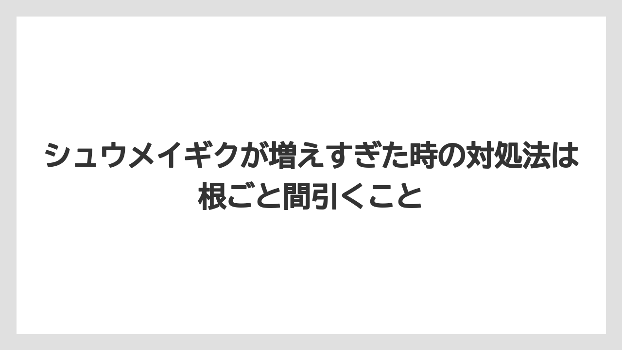 【栽培】【農園】【農業】シュウメイギクが増えすぎた時の対処法は根ごと間引くこと