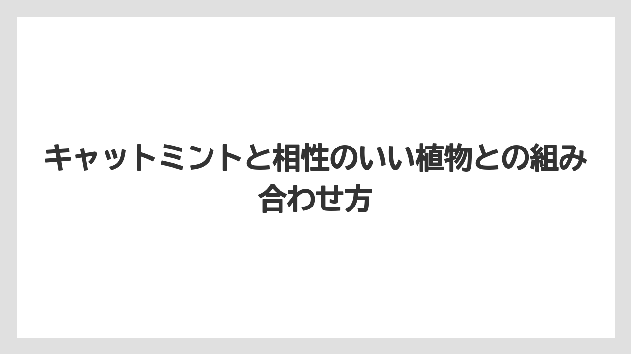 【ミント】【栽培】【猫】キャットミントと相性のいい植物との組み合わせ方