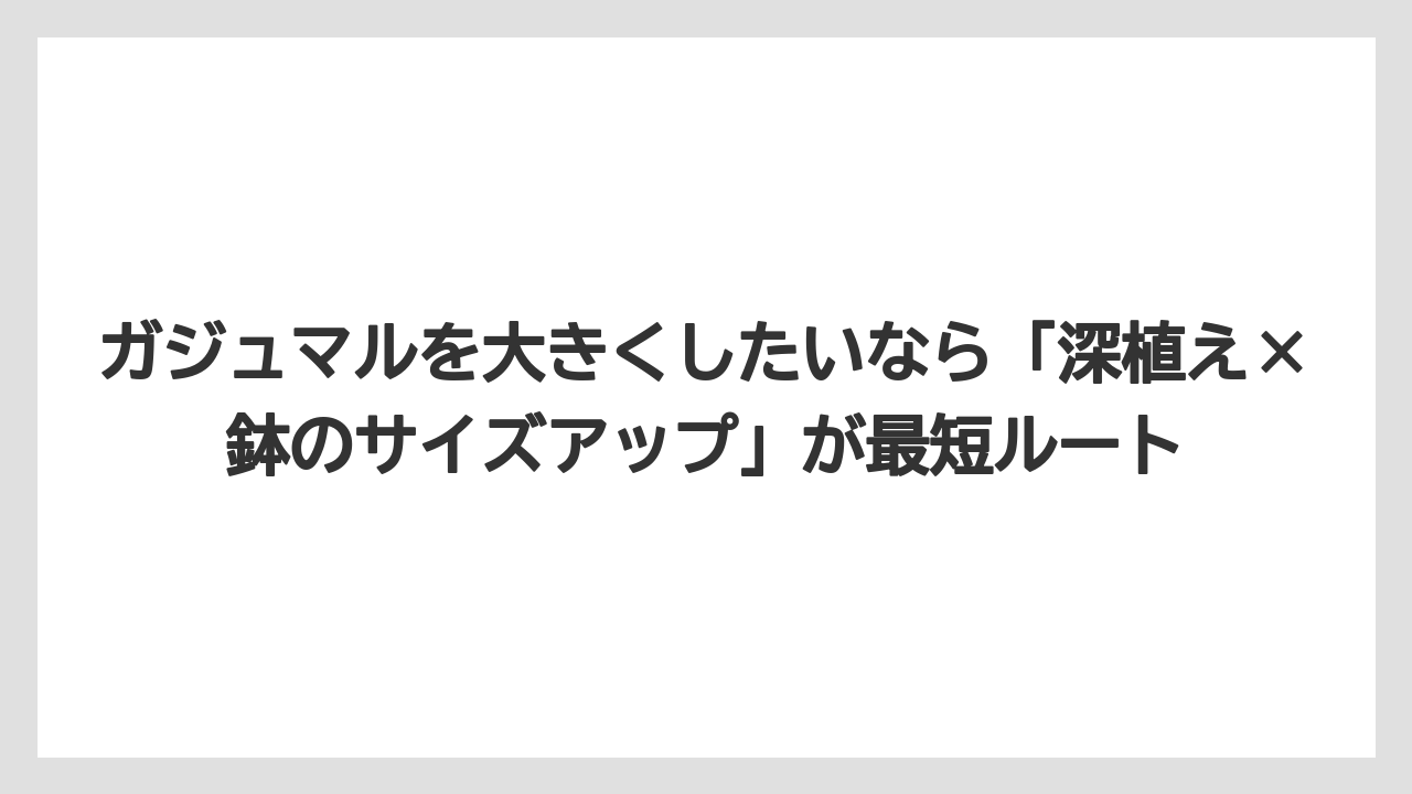 【ガジュマル】【根】【栽培】【育て方】ガジュマルを大きくしたいなら「深植え×鉢のサイズアップ」が最短ルート
