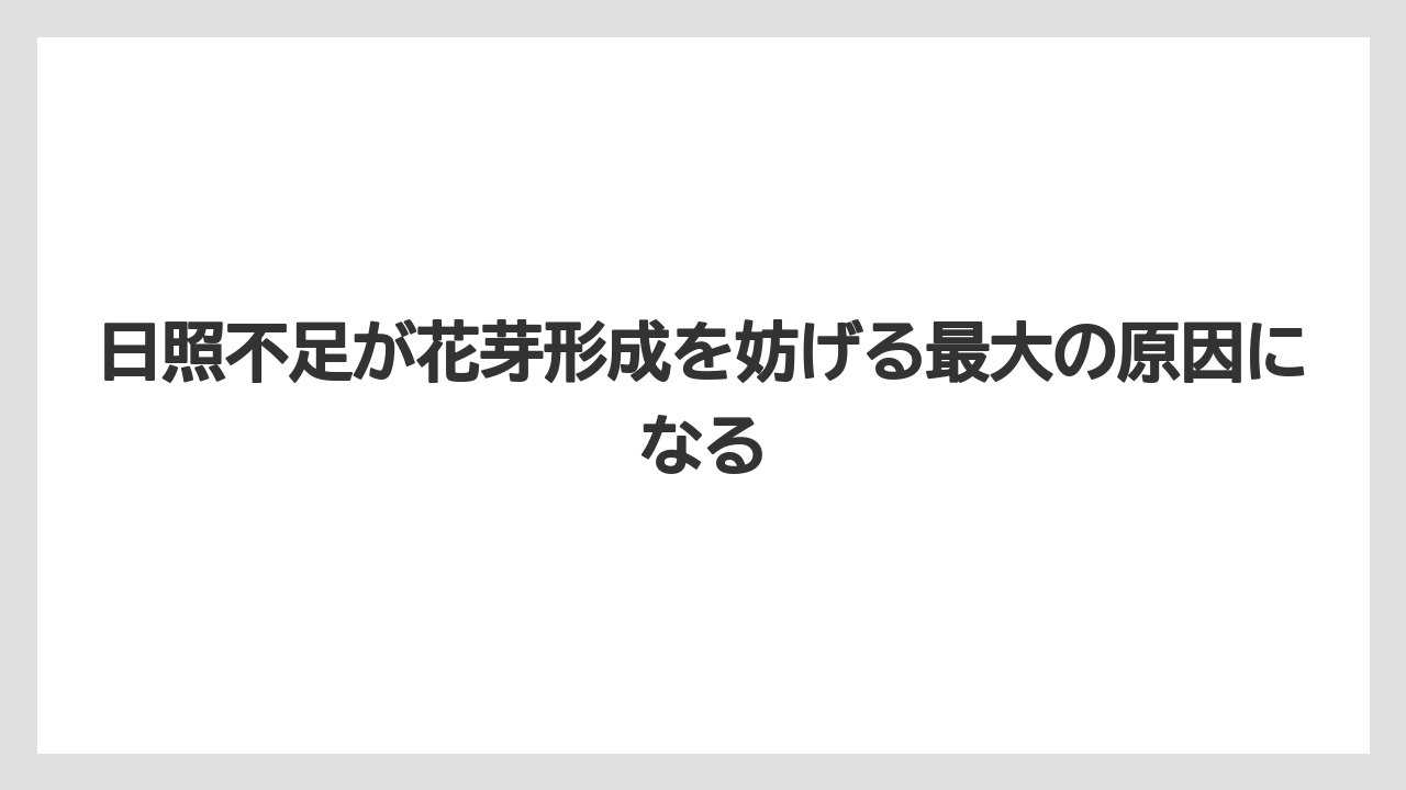 【栽培】【花】【葉】日照不足が花芽形成を妨げる最大の原因になる