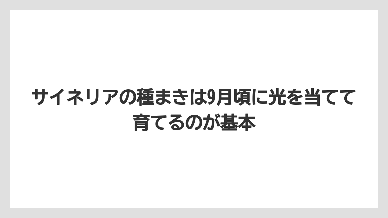 【栽培】【肥料】【農業】サイネリアの種まきは9月頃に光を当てて育てるのが基本