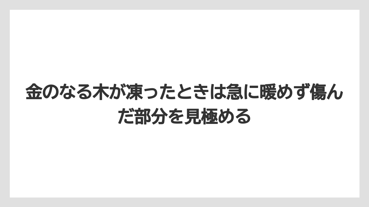 【木】【栽培】【農業】金のなる木が凍ったときは急に暖めず傷んだ部分を見極める
