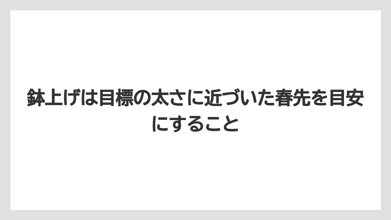 【100均】【もみじ】【ゼオライト】【バラ】【栽培】鉢上げは目標の太さに近づいた春先を目安にすること
