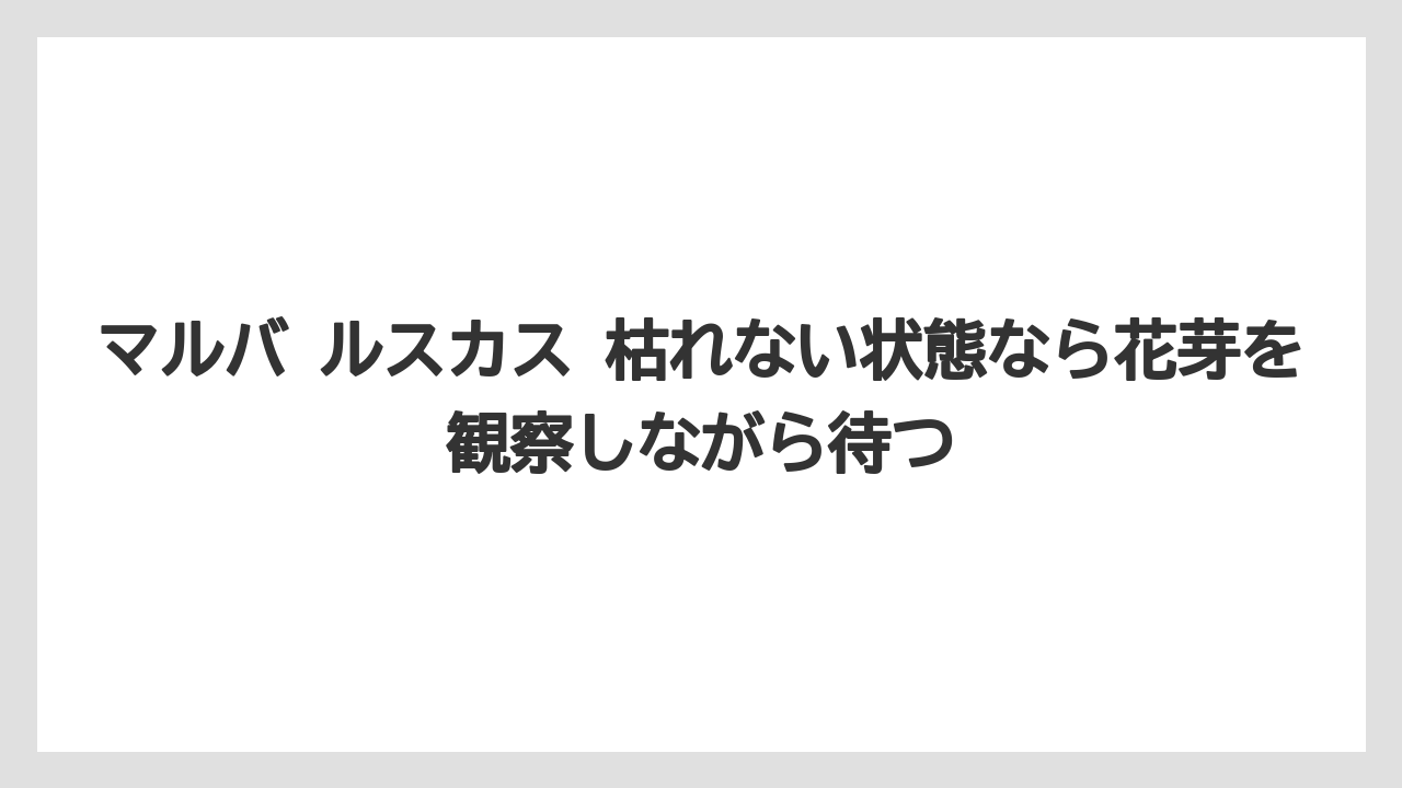 【ルスカス】【栽培】【花】【葉】マルバ ルスカス 枯れない状態なら花芽を観察しながら待つ
