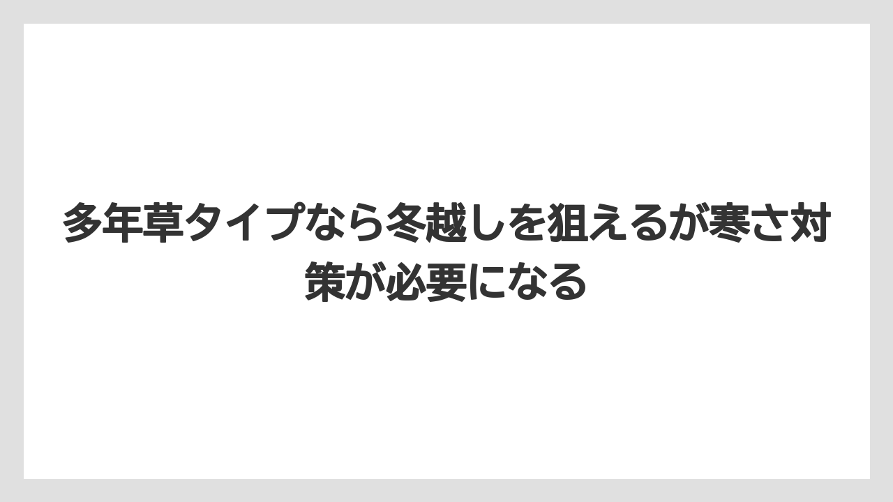 【栽培】【育て方】【越し】多年草タイプなら冬越しを狙えるが寒さ対策が必要になる