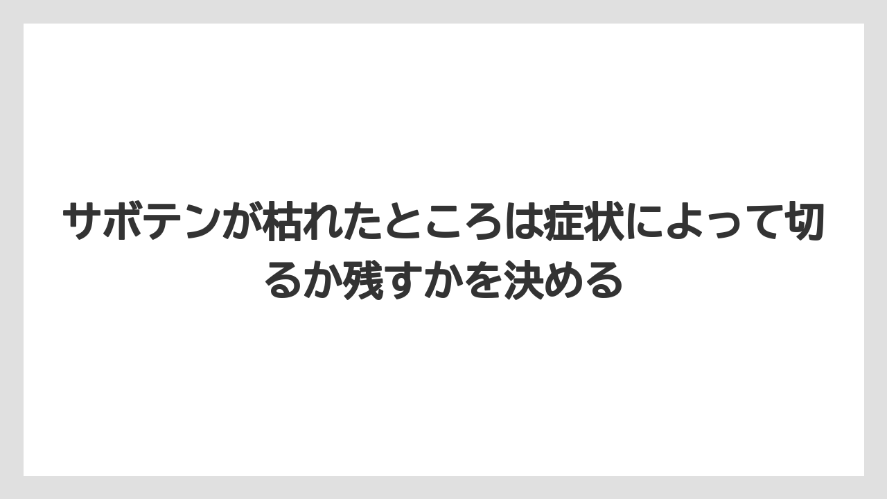 【サボテン】【枯れ】【栽培】サボテンが枯れたところは症状によって切るか残すかを決める