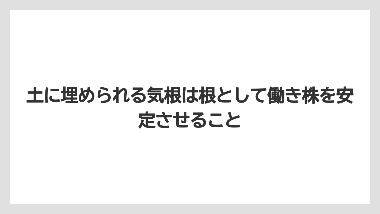 【モンステラ】【栽培】【農業】土に埋められる気根は根として働き株を安定させること