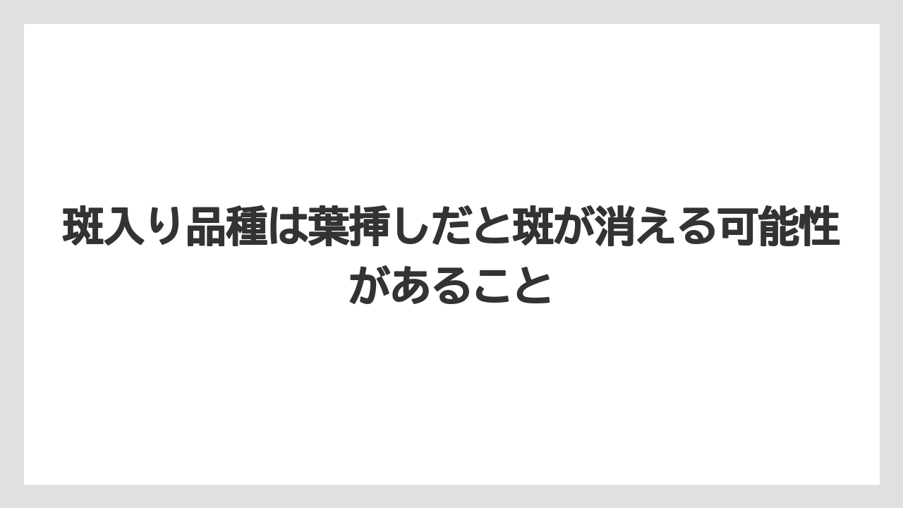 【サンスベリア】【栽培】【農業】斑入り品種は葉挿しだと斑が消える可能性があること