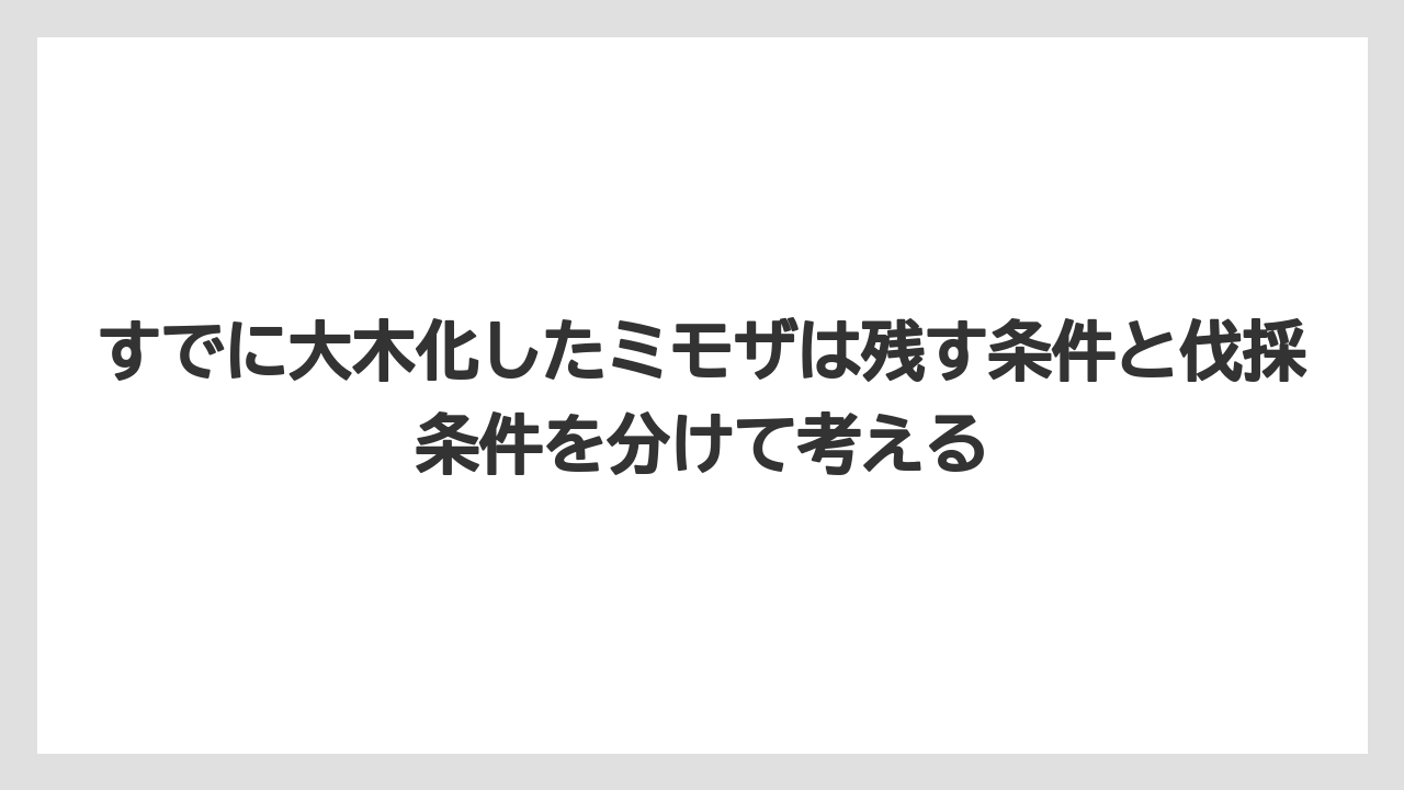 すでに大木化したミモザは残す条件と伐採条件を分けて考える