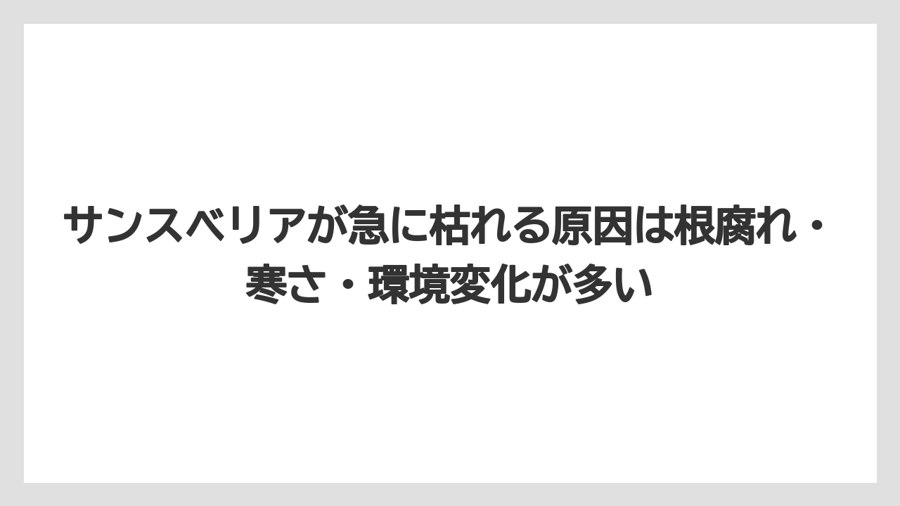【サンスベリア】【栽培】【農業】サンスベリアが急に枯れる原因は根腐れ・寒さ・環境変化が多い