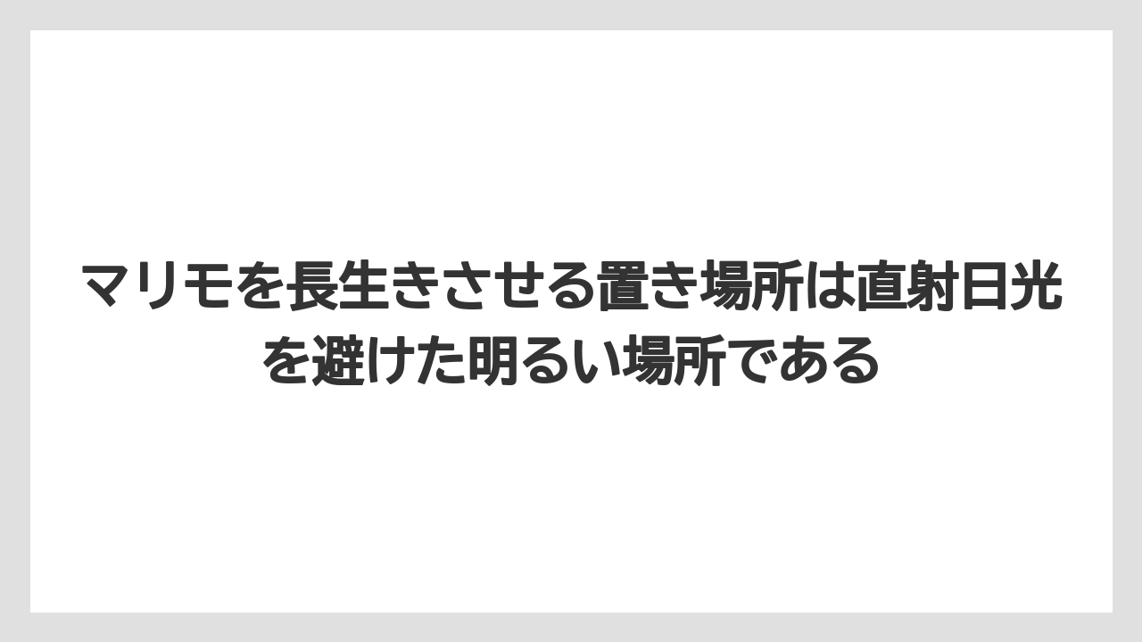 【栽培】【農園】【農業】マリモを長生きさせる置き場所は直射日光を避けた明るい場所である