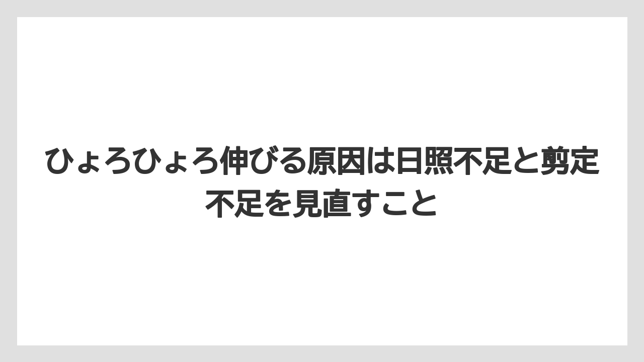 【栽培】【農園】【農業】ひょろひょろ伸びる原因は日照不足と剪定不足を見直すこと