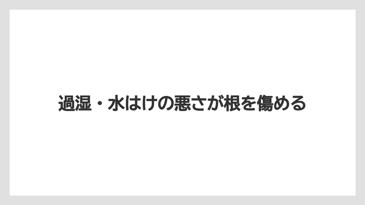 【栽培】【花】【葉】過湿・水はけの悪さが根を傷める