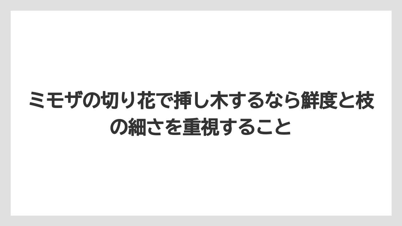 【バラ】【ミモザ】【メネデール】【栽培】【肥料】ミモザの切り花で挿し木するなら鮮度と枝の細さを重視すること