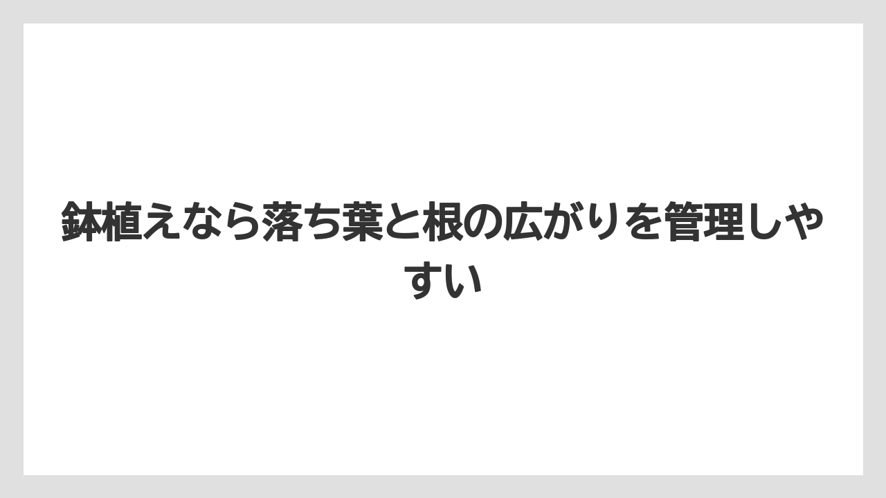 【栽培】【農園】【農業】鉢植えなら落ち葉と根の広がりを管理しやすい