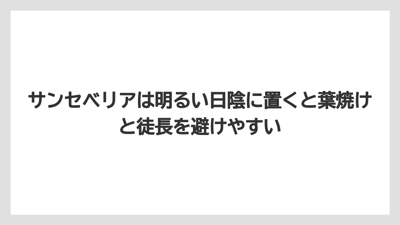 【サンスベリア】【サンセベリア】【栽培】【育て方】サンセベリアは明るい日陰に置くと葉焼けと徒長を避けやすい