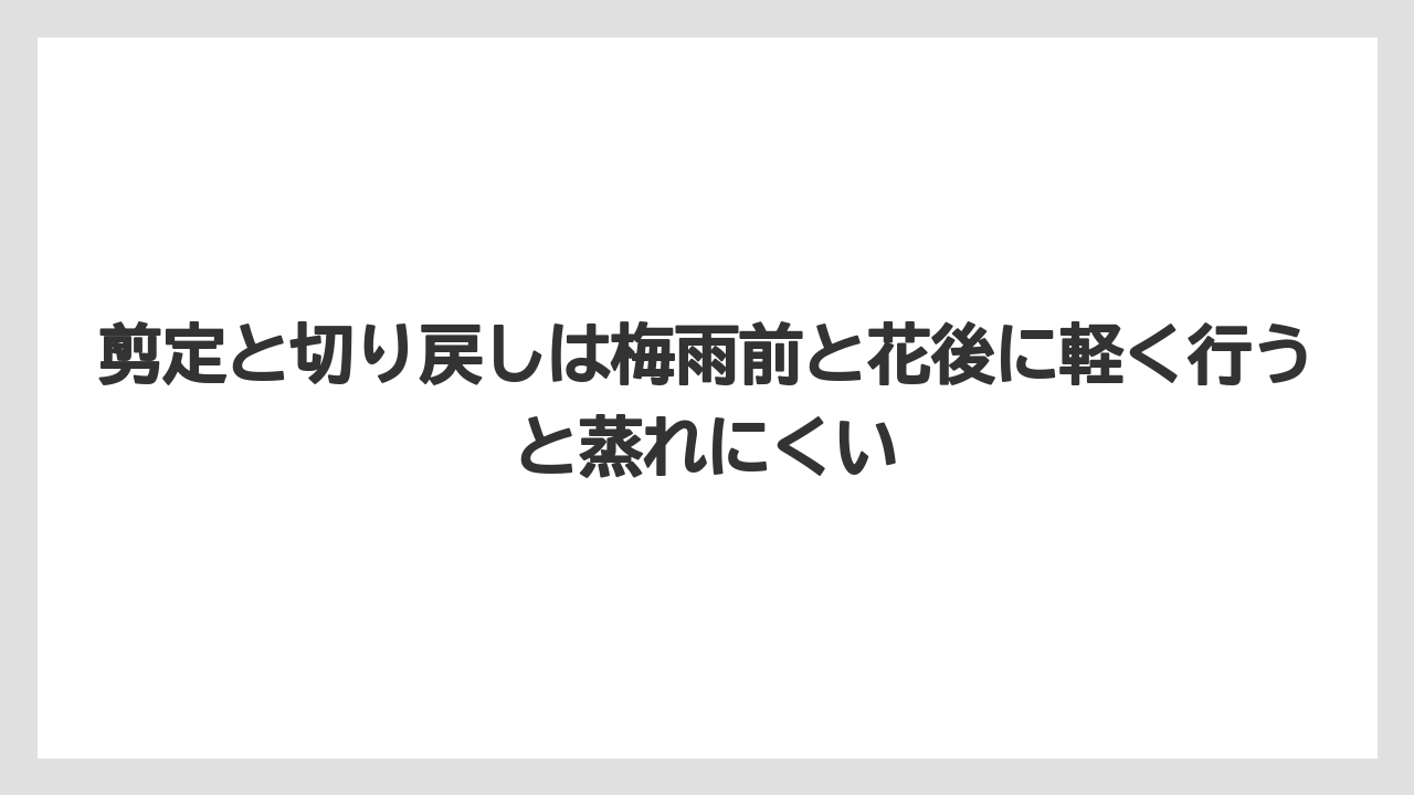 【バラ】【栽培】【肥料】剪定と切り戻しは梅雨前と花後に軽く行うと蒸れにくい