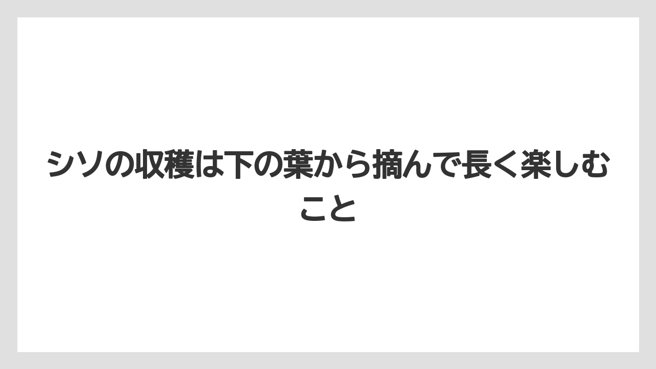 【いけない】【大葉】【庭】【栽培】【植え】シソの収穫は下の葉から摘んで長く楽しむこと