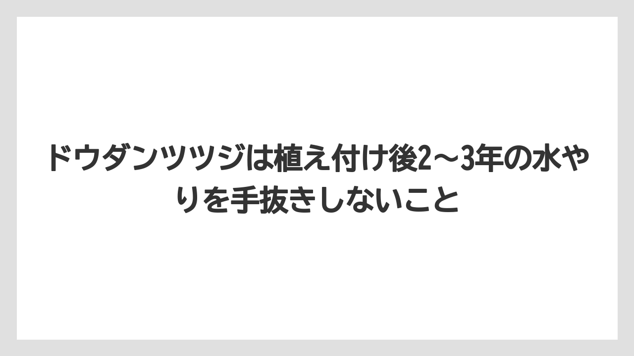 【栽培】【農園】【農業】ドウダンツツジは植え付け後2〜3年の水やりを手抜きしないこと