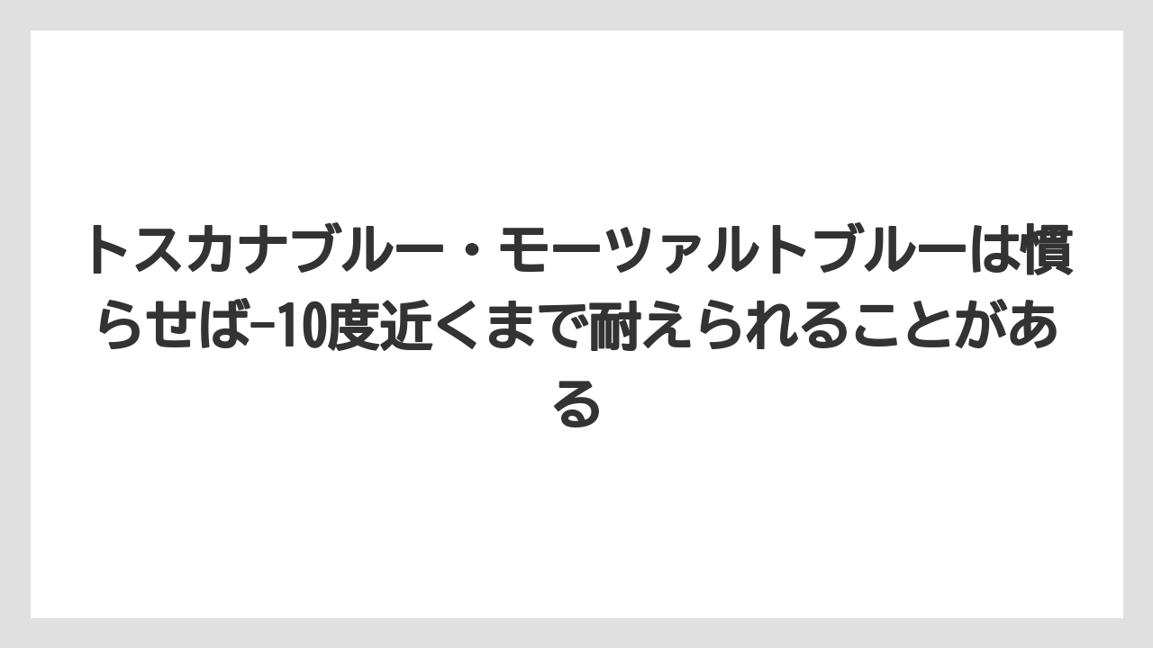 【栽培】【農園】【農業】トスカナブルー・モーツァルトブルーは慣らせば-10度近くまで耐えられることがある