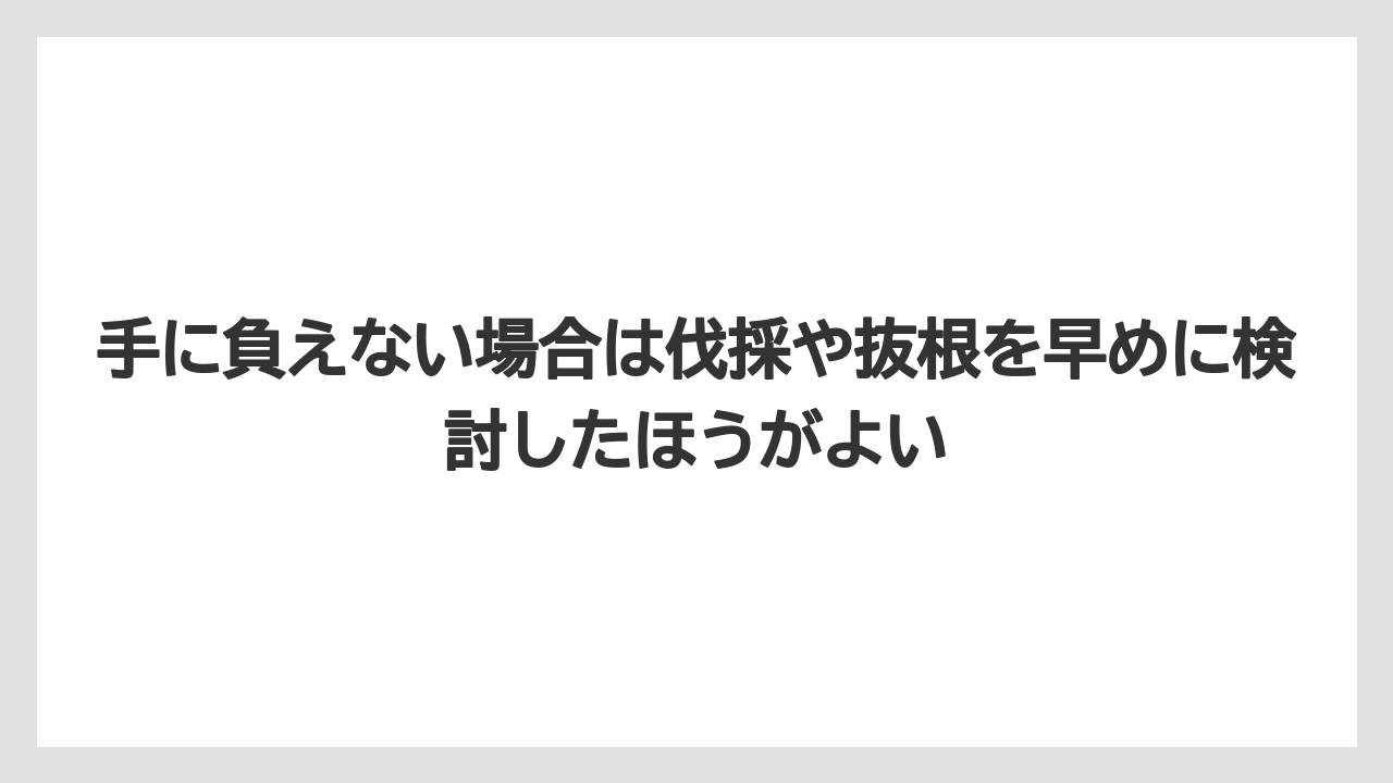 【いけない】【シマトネリコ】【栽培】【植え】手に負えない場合は伐採や抜根を早めに検討したほうがよい
