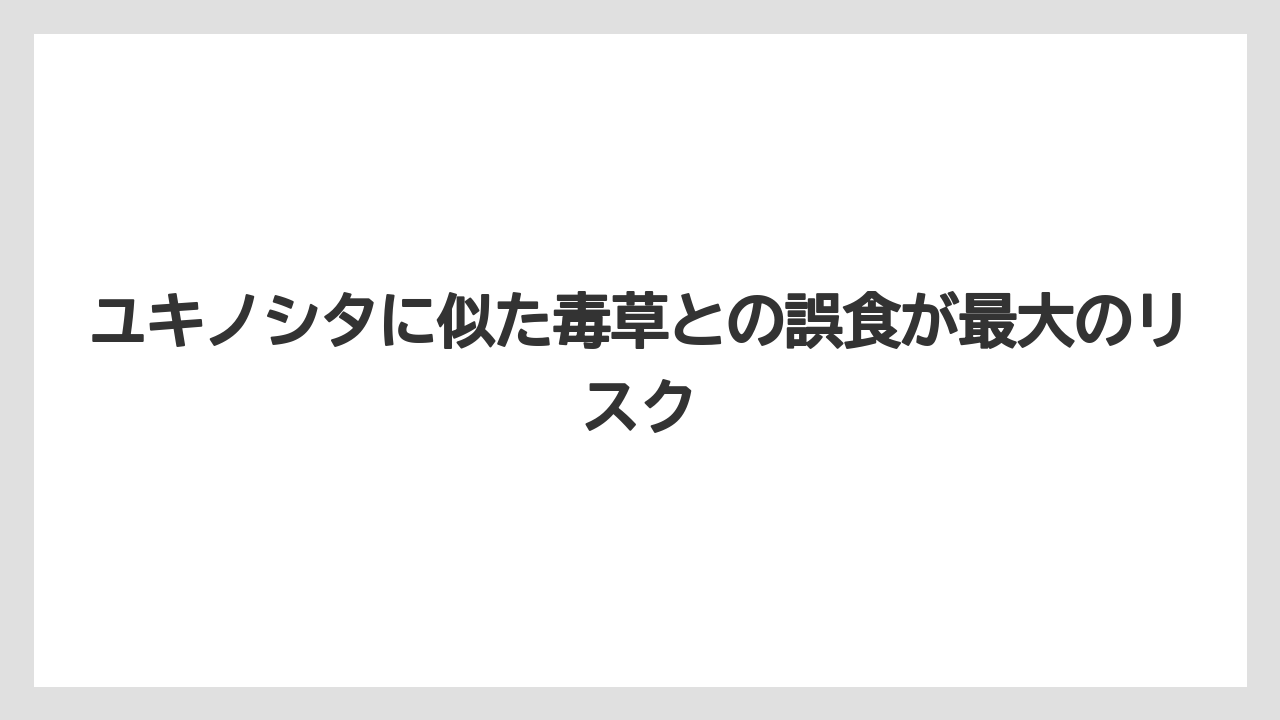 【栽培】【農園】【農業】ユキノシタに似た毒草との誤食が最大のリスク