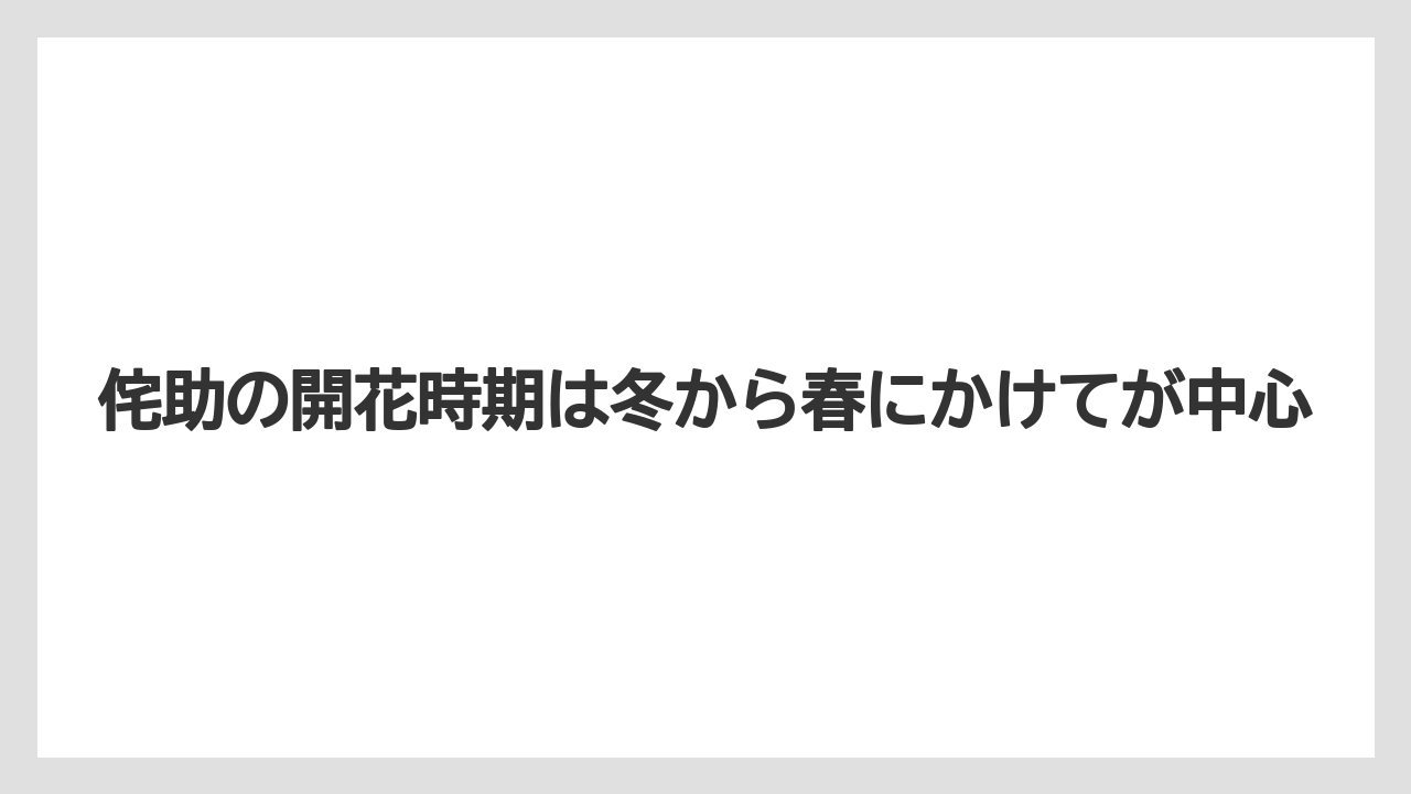 【栽培】【農園】【農業】侘助の開花時期は冬から春にかけてが中心
