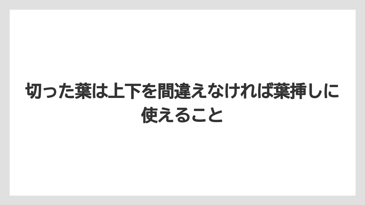 【サンスベリア】【栽培】【農業】切った葉は上下を間違えなければ葉挿しに使えること