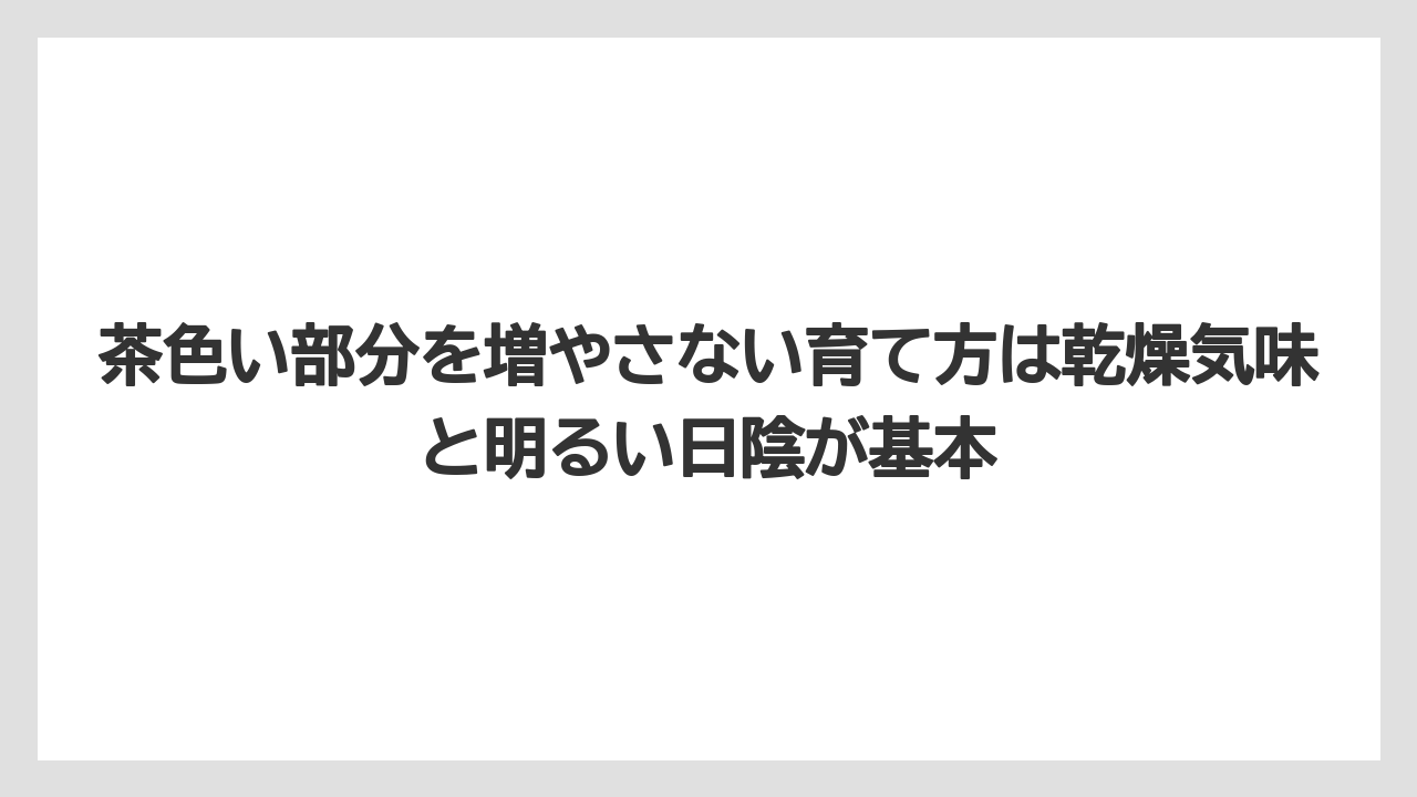 【サンスベリア】【栽培】【肥料】茶色い部分を増やさない育て方は乾燥気味と明るい日陰が基本