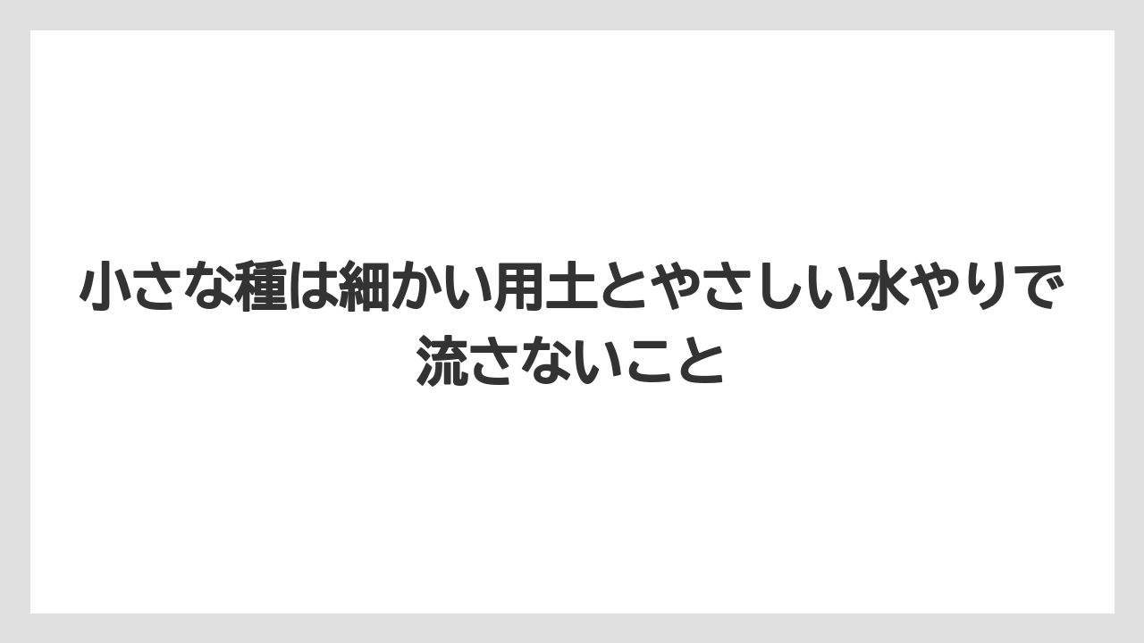 【栽培】【農園】【農業】小さな種は細かい用土とやさしい水やりで流さないこと