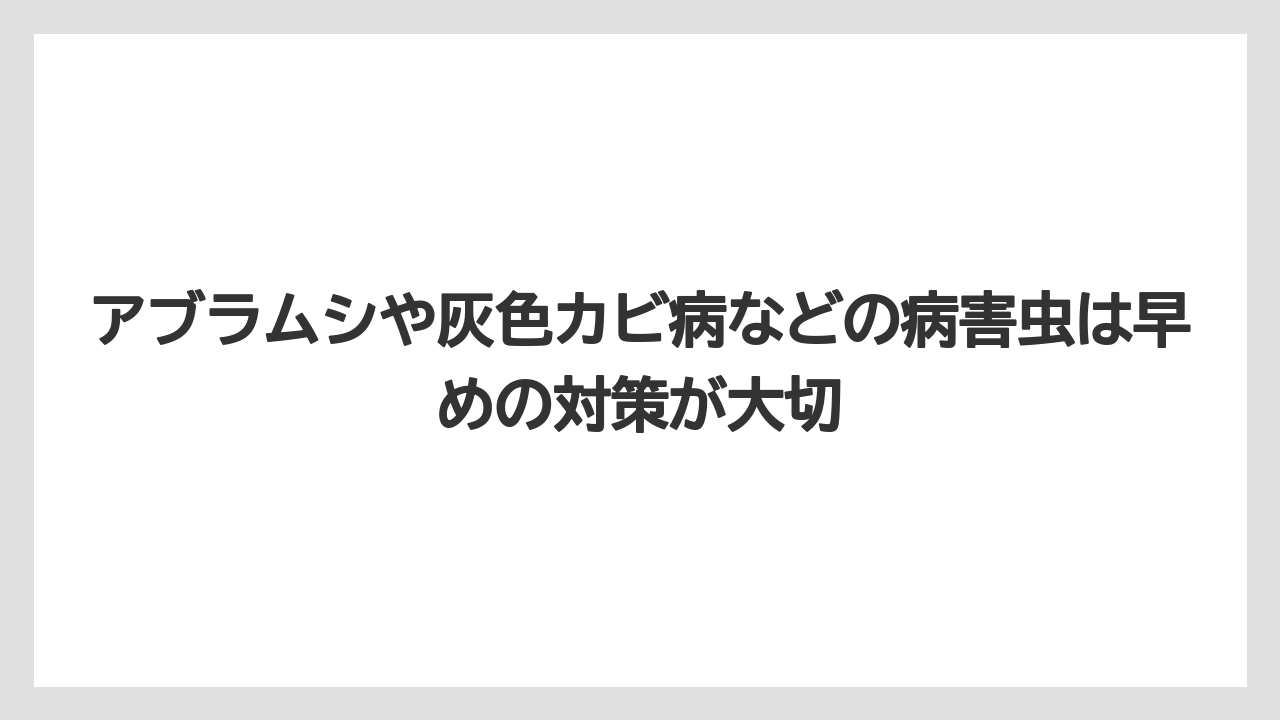 【栽培】【育て方】【草】アブラムシや灰色カビ病などの病害虫は早めの対策が大切