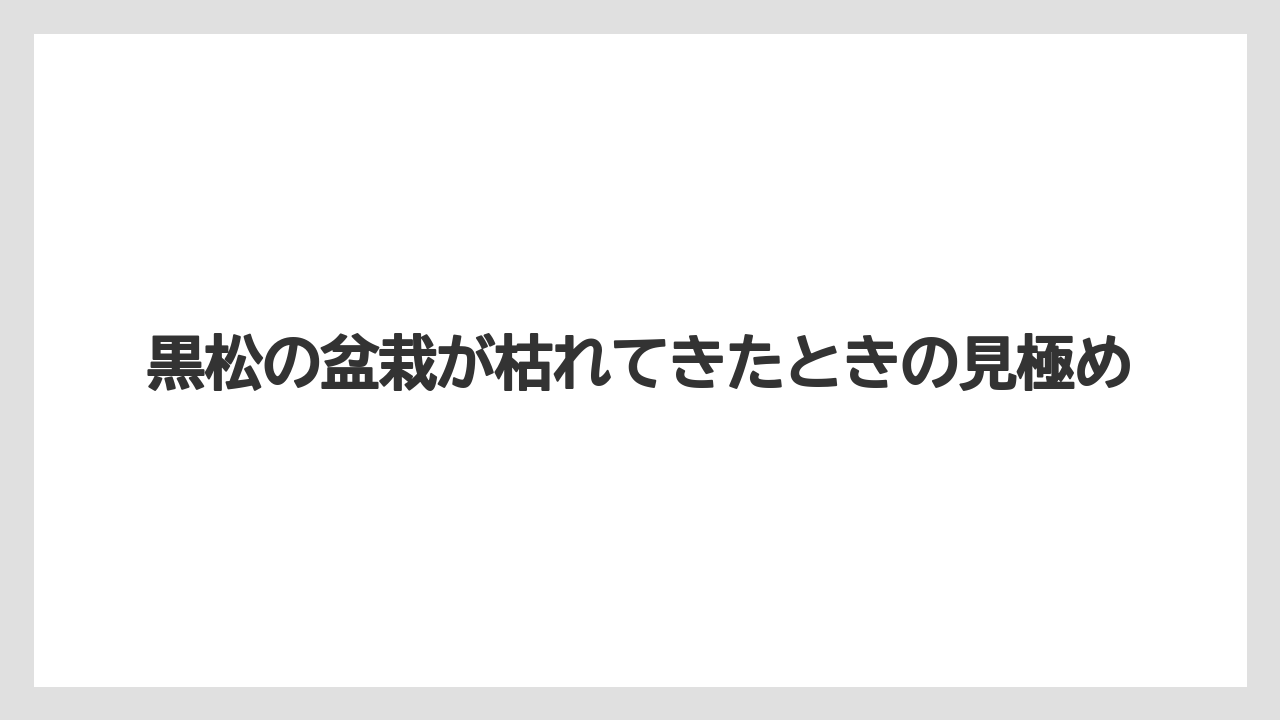 黒松の盆栽が枯れてきたときの見極め