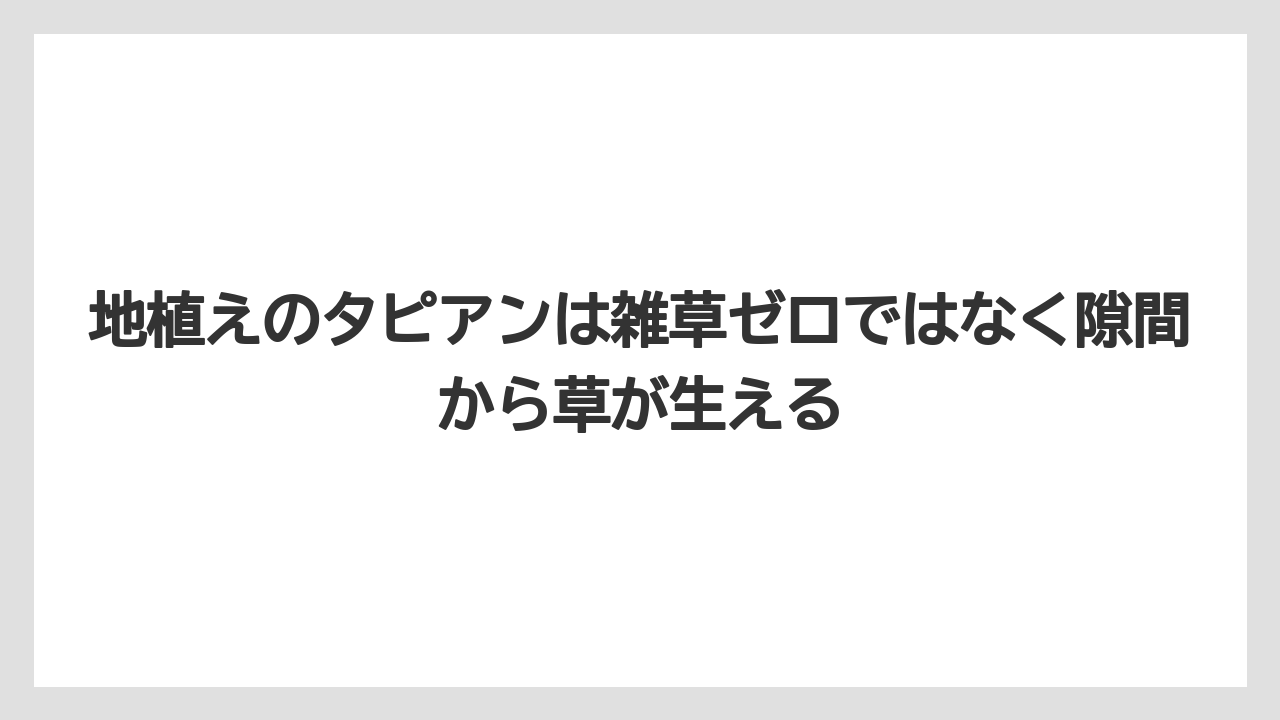 【ほったらかし】【栽培】【植え】地植えのタピアンは雑草ゼロではなく隙間から草が生える