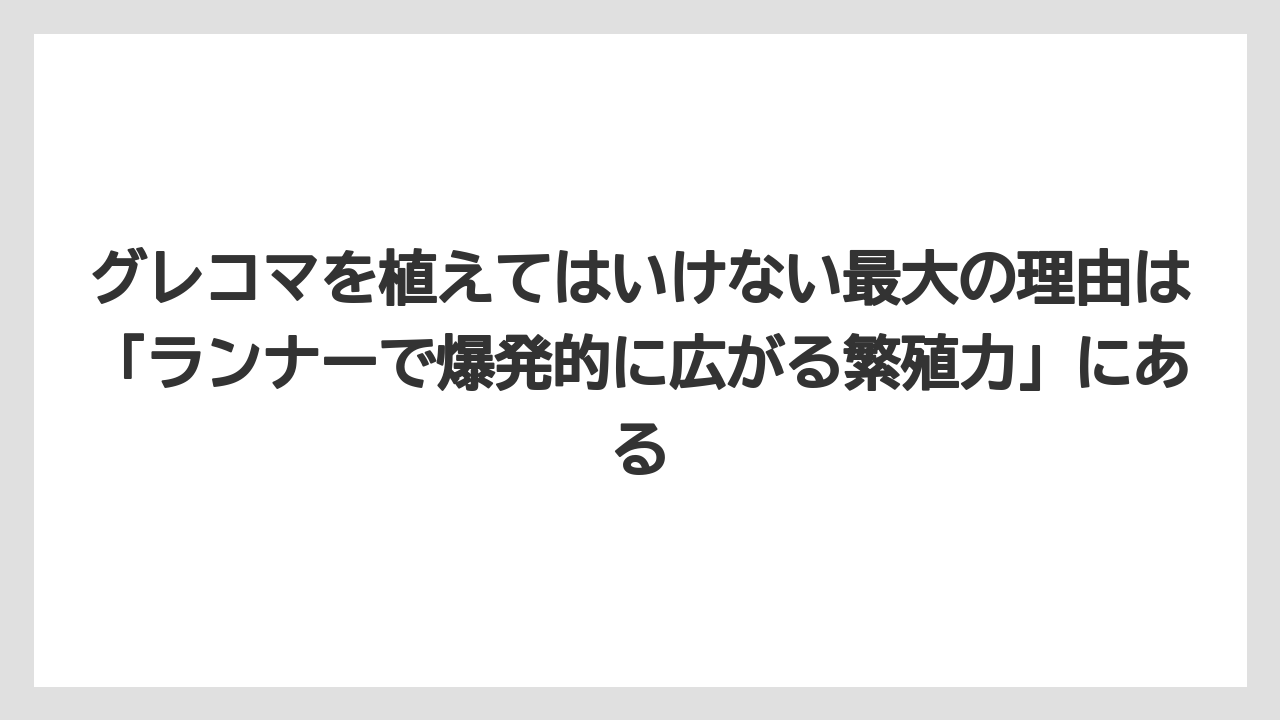 【栽培】【農園】【農業】グレコマを植えてはいけない最大の理由は「ランナーで爆発的に広がる繁殖力」にある