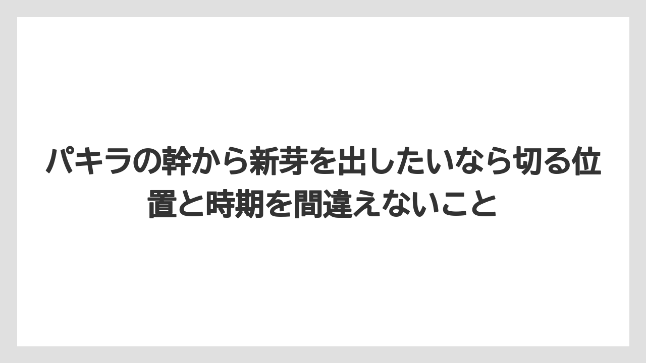 【パキラ】【栽培】【農業】パキラの幹から新芽を出したいなら切る位置と時期を間違えないこと