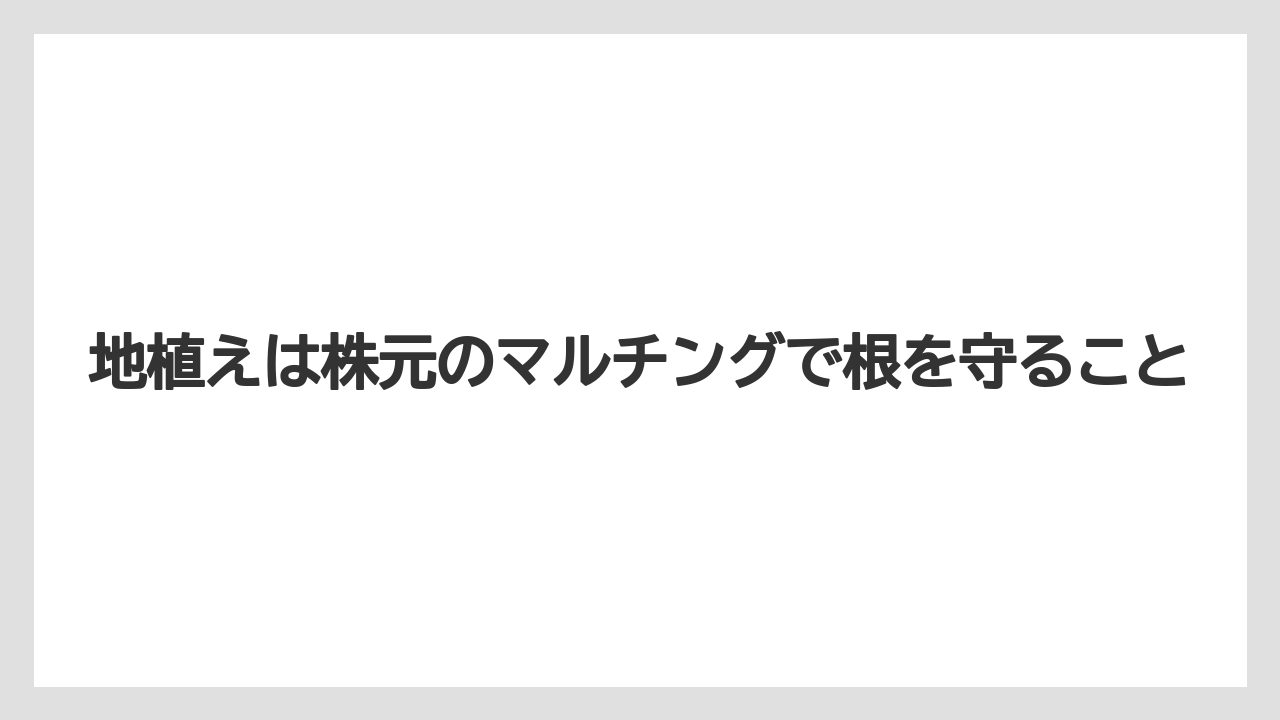 【栽培】【農園】【農業】地植えは株元のマルチングで根を守ること