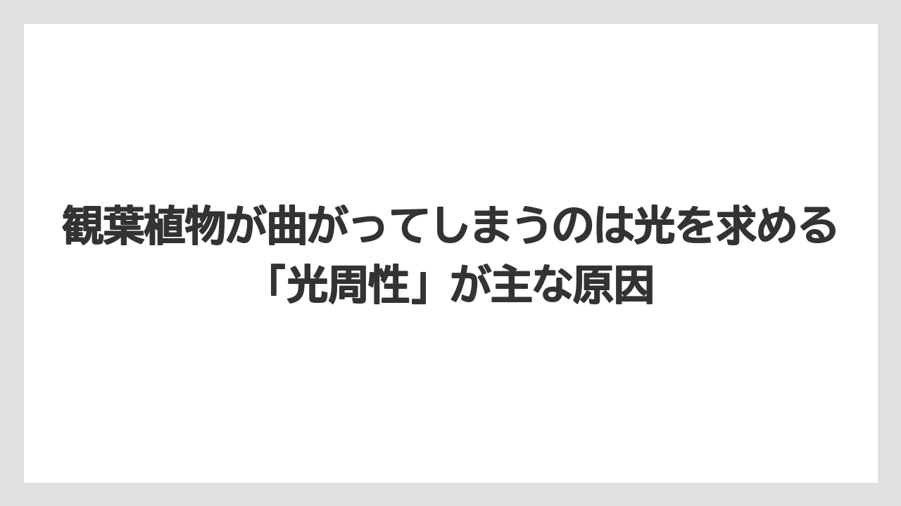【栽培】【農園】【農業】観葉植物が曲がってしまうのは光を求める「光周性」が主な原因
