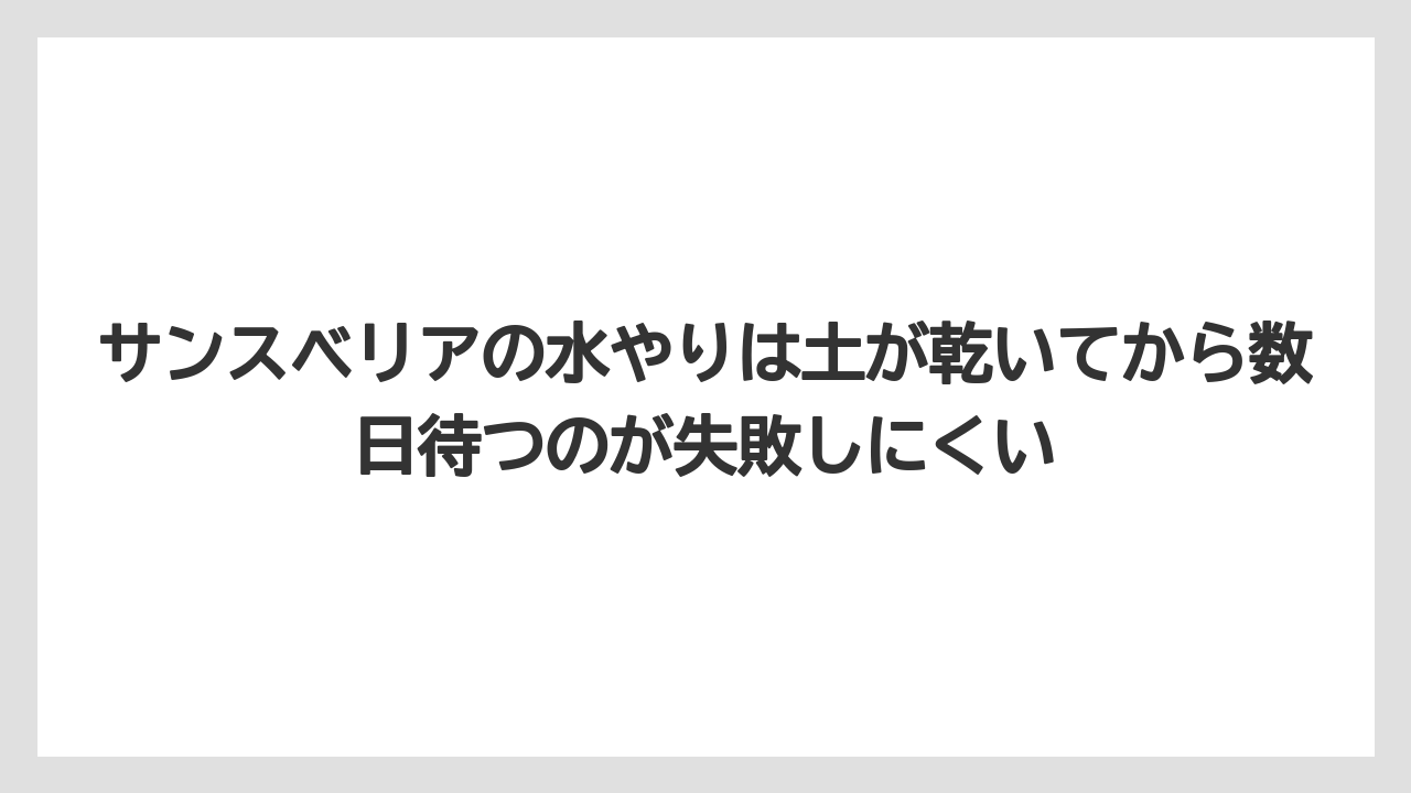 【サンスベリア】【サンセベリア】【栽培】【育て方】サンスベリアの水やりは土が乾いてから数日待つのが失敗しにくい