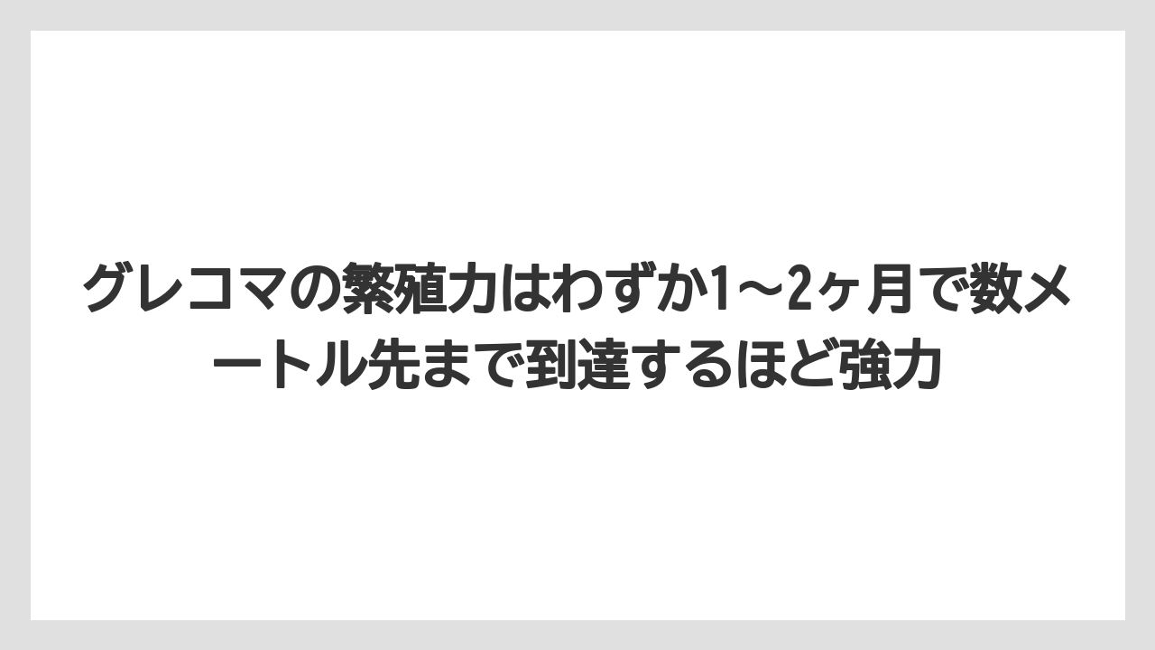 【栽培】【農園】【農業】グレコマの繁殖力はわずか1〜2ヶ月で数メートル先まで到達するほど強力