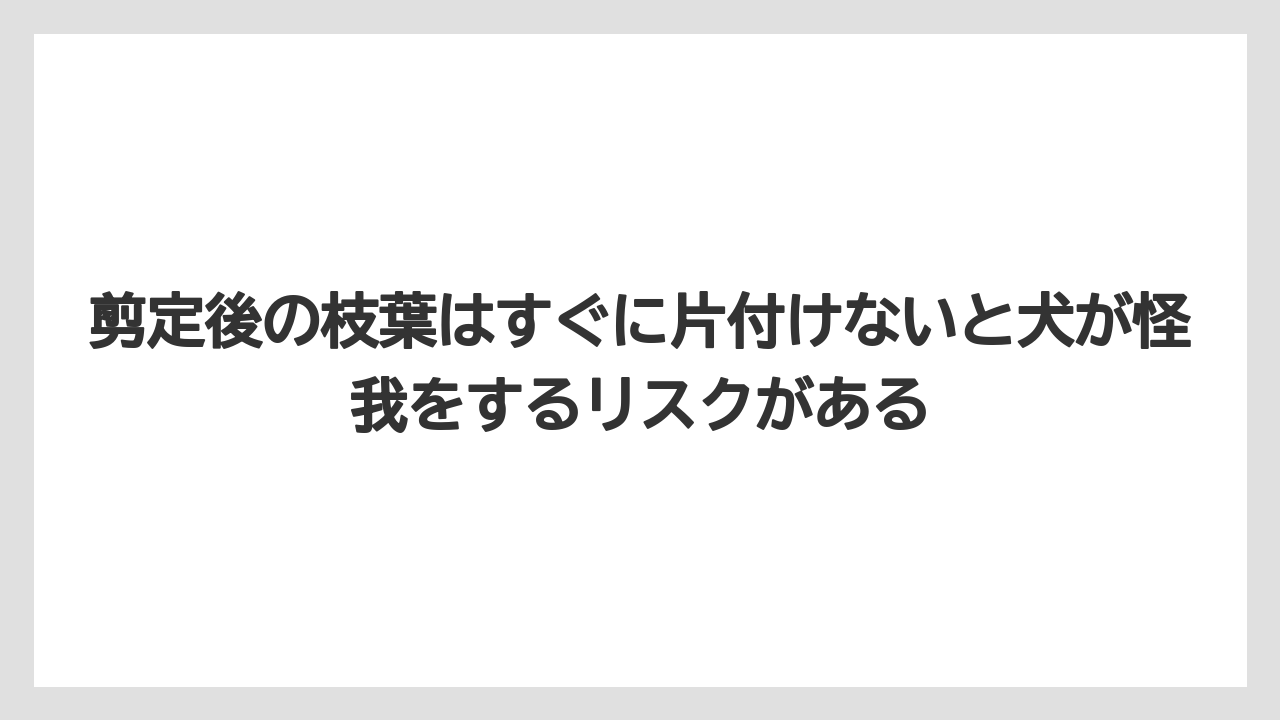 【シマトネリコ】【庭】【栽培】【毒】剪定後の枝葉はすぐに片付けないと犬が怪我をするリスクがある