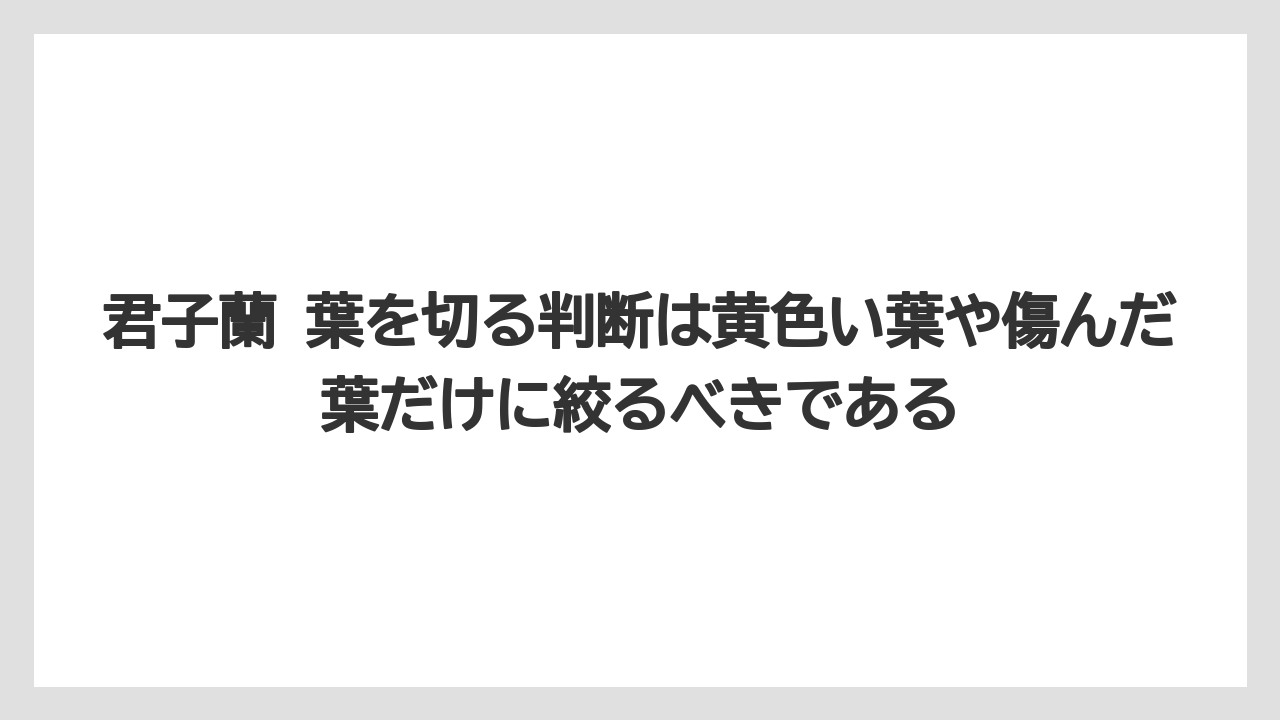 【栽培】【農園】【農業】君子蘭 葉を切る判断は黄色い葉や傷んだ葉だけに絞るべきである