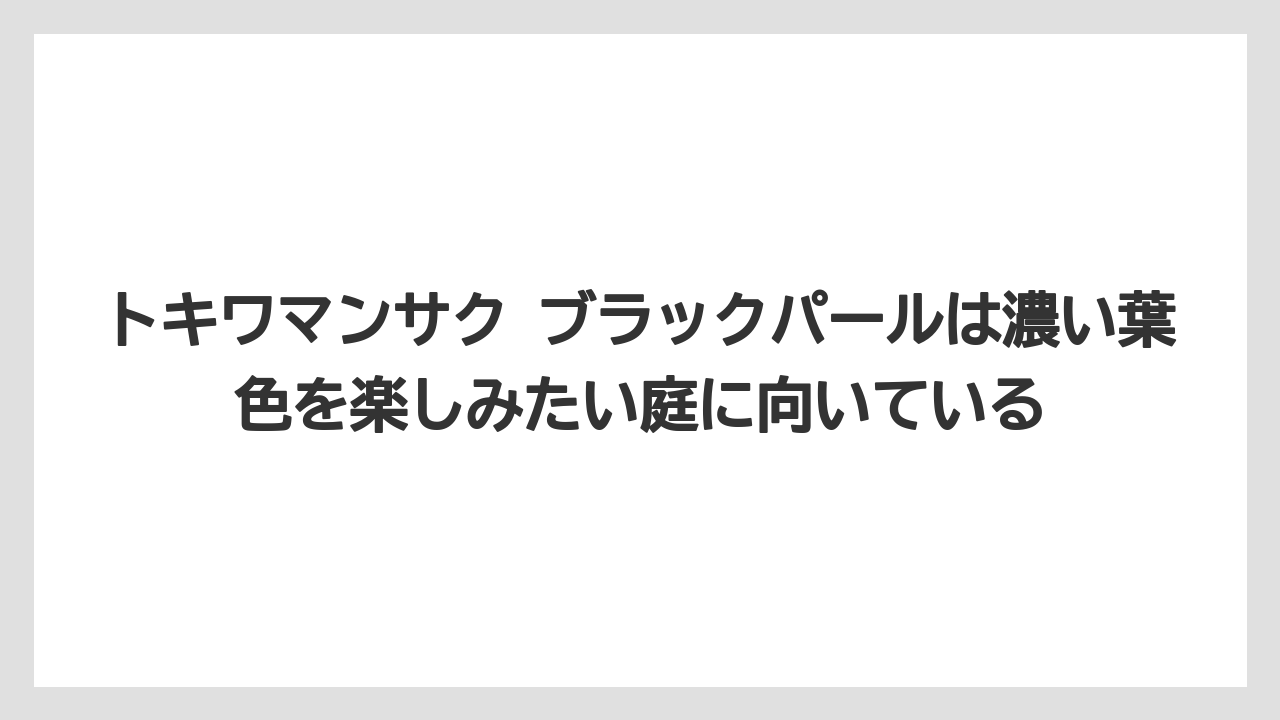 【栽培】【農園】【農業】トキワマンサク ブラックパールは濃い葉色を楽しみたい庭に向いている